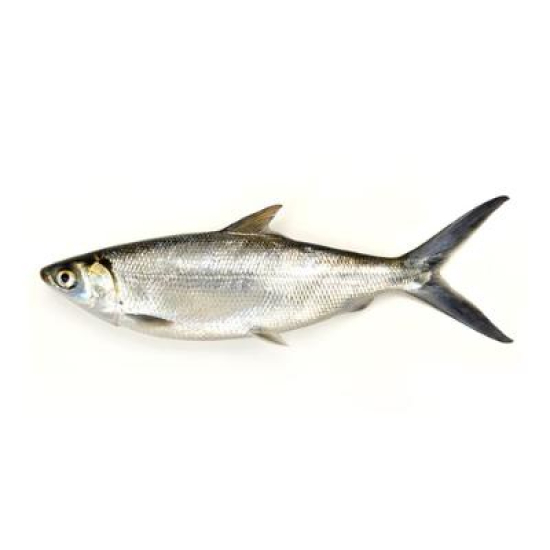 Phl Sea K B/L Milkfish Unsznd 25X520GM